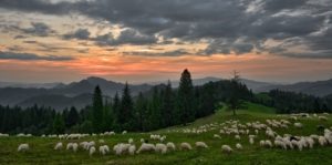 Parki narodowe w Polskich górach: pieniński park narodowy – wolontariat. Przyroda w najpiękniejszej formie