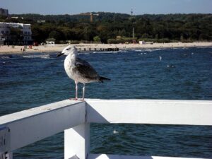Sopot miastem festiwali